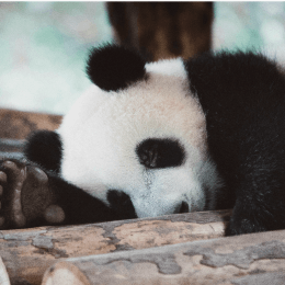 Een schattige panda nog schattiger laten ogen.  