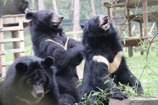 Animals Asia 1 2022