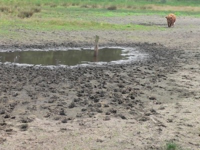 Boswachters maken zich zorgen over droogte