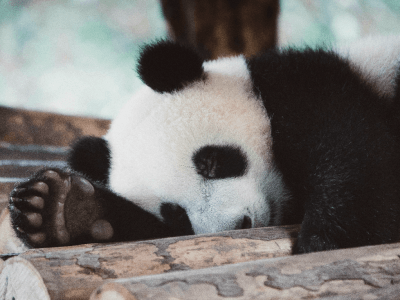 Een schattige panda nog schattiger laten ogen.  