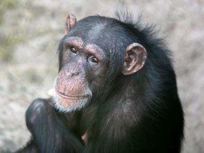 AAP geeft exotische zoogdieren een betere toekomst