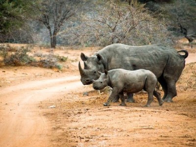 Nieuwe investering ASN Biodiversiteitsfonds: ‘Zwarte Neushoorn obligatie’