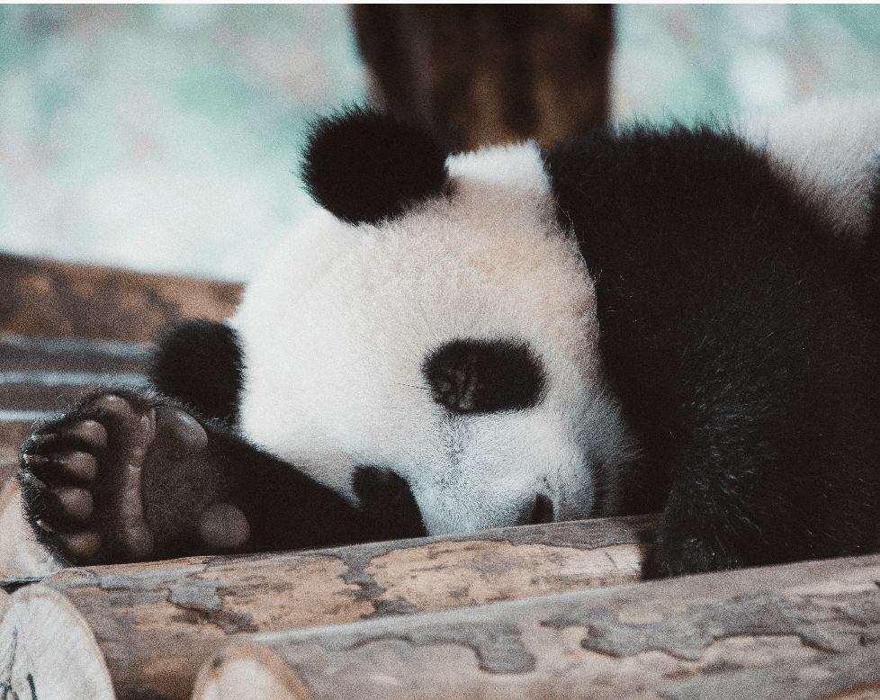 Een schattige panda nog schattiger laten ogen.  