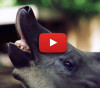 TAPIR: ultra sensitive wide-band E-smog detector