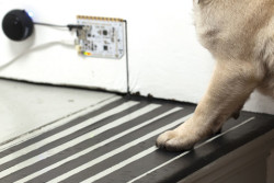 Touch Board dog interface