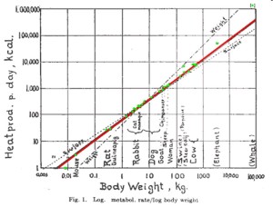 Kleibers_Law