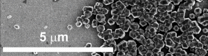Researchers Grow Biological Hard Drive From Bacteria