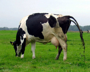 Cow Poo Power
