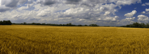 Distributed Systems: How ICT Can Inspire the Energy Revolution