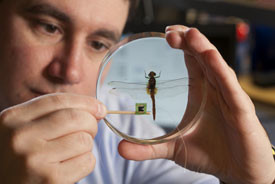 Remote Data Collection System Strapped To a Dragonfly