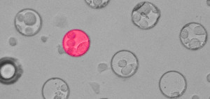 Scientists Develop Operating System To Program Living Cell
