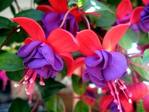 New Google-OS: Fuchsia