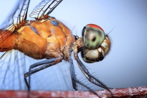Self-driving cars get help from dragonfly