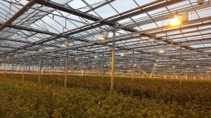 DC-powered greenhouse saves 30% on energy bill