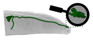 The worm's magnetosensory organ