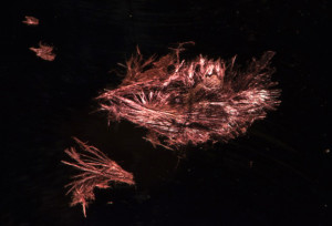 It may look like barber shop floor sweepings but SnIP is much more interesting.