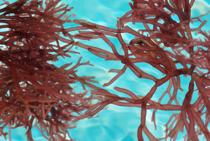 Carrageen, das aus Rotalgen gewonnen wird, scheint Lithium/Schwefel-Batterien zu stabilisieren. (Photo: Deborah Maxemow/istock)