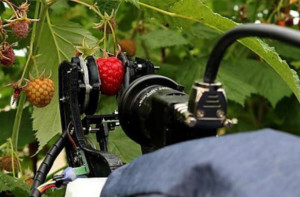 Roboter Pfluckt Erdbeeren Bald Schneller Als Der Mensch