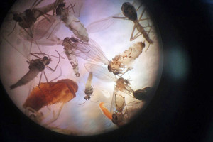 Für Insekten unattraktive LEDs