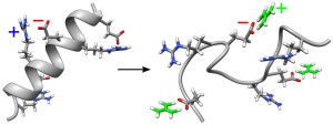 Left: Without guanidinium, the folded structure – in this case a helix – is kept together by the attractive electrical force between the negatively charged oxygen atoms (red) and the positively charged nitrogen atoms (blue): the salt bridges. Guanidinium