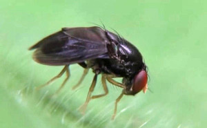 Drosophila