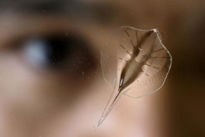 Robot nageur mû par des cellules génétiquement modifiées de coeur de rat. (AP Photo/Steven Senne)