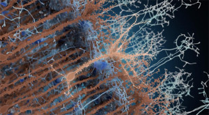 En marron, les neurones existants, en marron clair, au centre, un néo-neurone adulte. En bleu les synapses qui se connectent aux néo-neurones. © Institut Pasteur/PM Lledo
