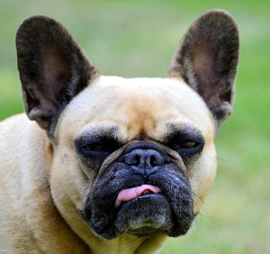 Et si les cookies à ultrasons perturbaient votre chien ?