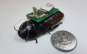 Cyborg-kakkerlakken sporen geluidsbronnen op