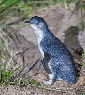 Dwergpinguïn (Eudyptula minor), Bruny Island, Tasmanië, Australië. Foto: JJ Harrison/Wikipedia