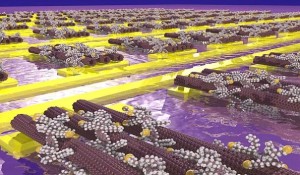 Impressie van koolstof nanobuisjes gewikkeld in thiol-zijketens van polymeren (de gele bollen), door zelforganisatie gevormd op gouden elektroden. Illustratie: Arjen Kamp.