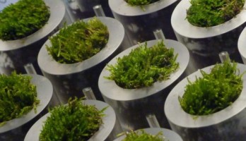 The hidden (electrical) power of moss