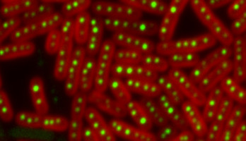 Figuring out Cyanobacteria