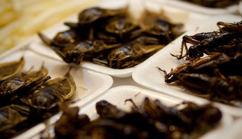 #EcoMonday tip 9: Eat Insects!