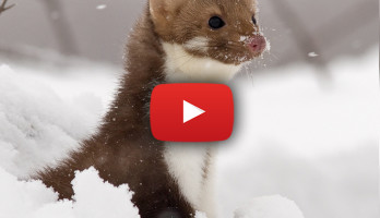 Photo credits: Martens Foina by Bohuš Číčel (Own work) | CC-BY-SA-3.0 via Wikimedia Commons