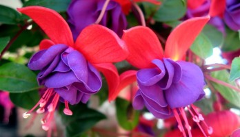 New Google-OS: Fuchsia