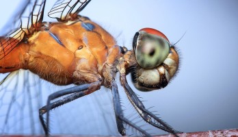 Self-driving cars get help from dragonfly