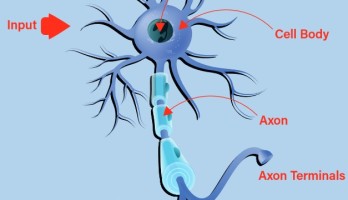 Understanding the Neurons in Neural Networks (Part 1): Artificial Neurons