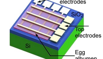 An electronic component partly made with egg proteins (credit: American Chemical Society)