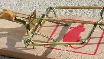 Mausefalle mit IoT ausrüsten