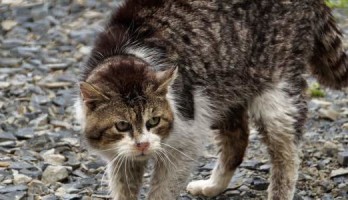 Katzenschreck mit Wasserstrahl im Selbstbau