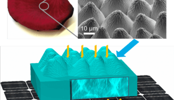 Biomimikri: Eine Solarzelle ist eine Fläche ist eine Rose...