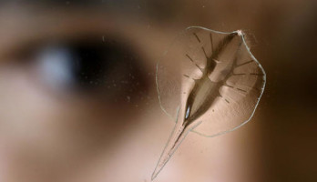 Schwimmender Roboter, angetrieben von genetisch veränderten Zellen des Herzens einer Ratte  (AP Photo/Steven Senne)