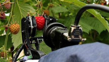 Ernte-Roboter der University of Plymouth plfückt hier Himbeeren. Bild: University of Plymouth.
