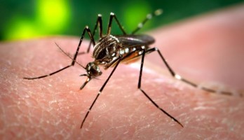 Kleine Schaltungen Mückenscheuche - Folge 26