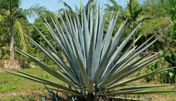 Agave tequilana. Bild: Stan Shebs, GNU-FDL*