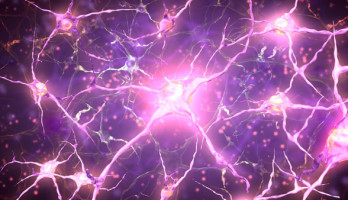 La vie secrète des neurones