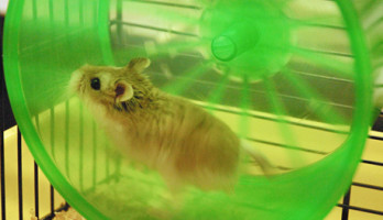 Un hamster énergétique