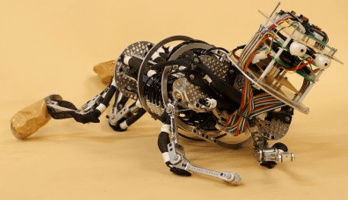 Robotique et biomimétisme : Cherche nounou pour robots