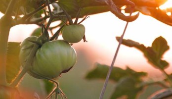 ’accroche-toi, petite tomate, quand tu seras juteuse...’